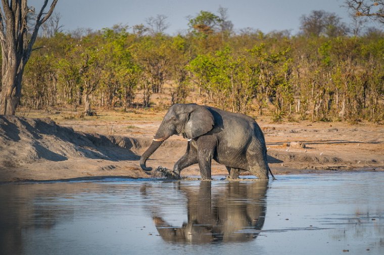 092 Zimbabwe, Hwange NP, olifant.jpg
